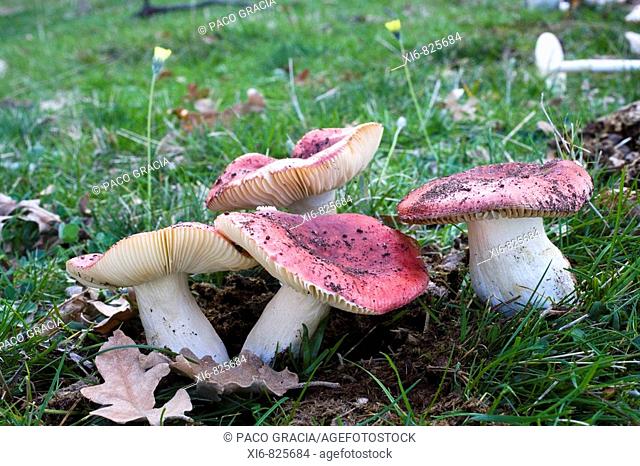 Mushrooms (Russula graveolens). Canencia, Madrid, Spain
