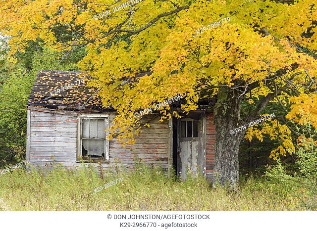Autumn maple and dilapidated cabin, near Seney, Michigan, USA