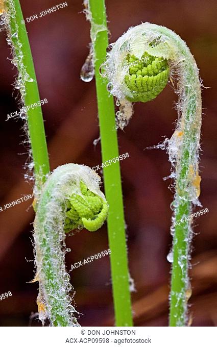 Interrupted fern Osmunda claytoniana Emerging 'fiddleheads' with protective coverings and raindrops, Lake Laurentian Conservation Area, Sudbury, Ontario, Canada