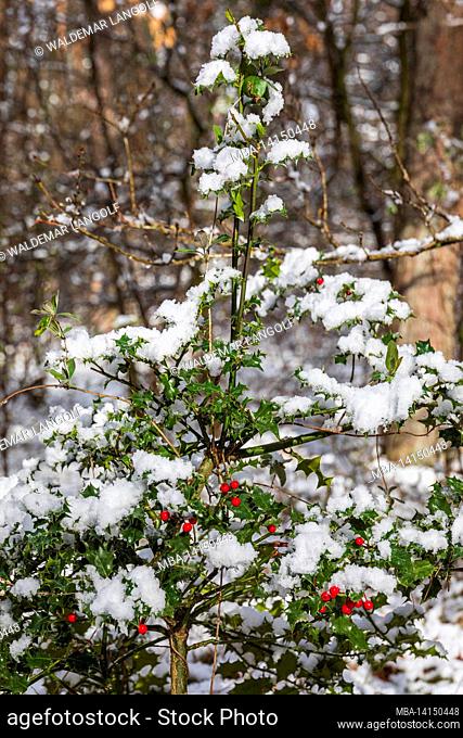 holly covered with snow