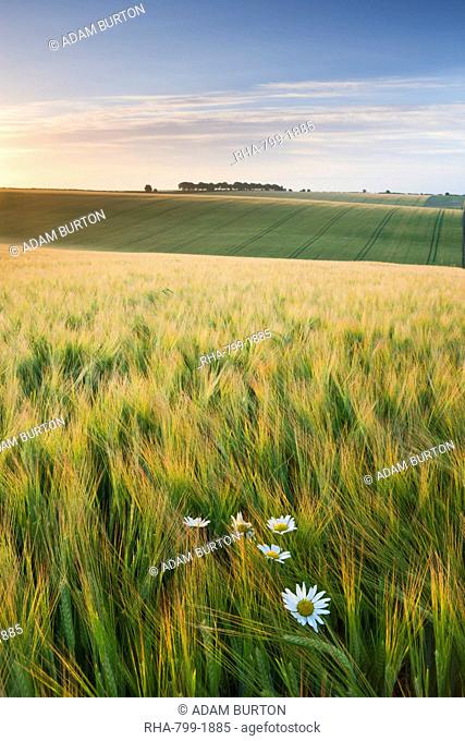 Daisies and barley field in summer, Cheesefoot Head, South Downs National Park, Hampshire, England, United Kingdom, Europe