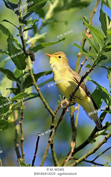 icterine warbler (Hippolais icterina), male sitting on a twig, side view, Netherlands, Frisia