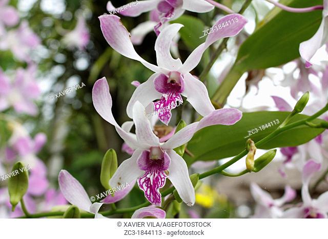 Orchid, botanical garden, Putrajaya, Selangor, Malaysia