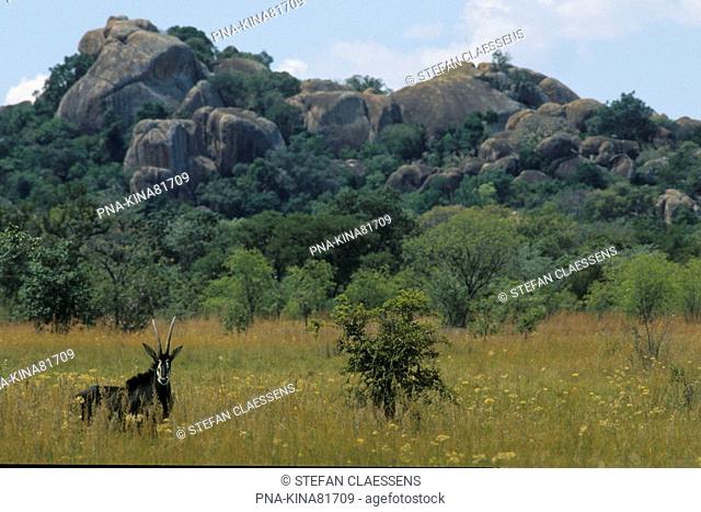 Sable antelope Hippotragus niger - Matopos national park, Matobo Hills, Bulawayo, Zimbabwe, Africa