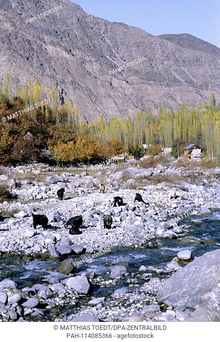 Foraging goats on a river in the foothills of the Western Tien Shan Mountains in Uzbekistan, analogue, undated image from October 1992