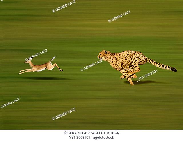 CHEETAH acinonyx jubatus, Adult hunting a Thomson's Gazelle, gazella thomsoni