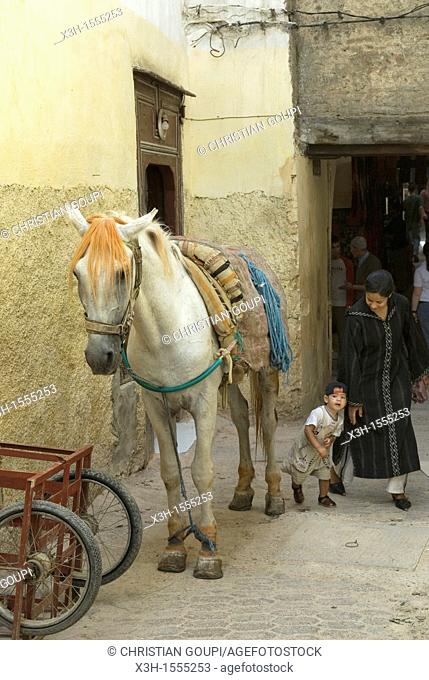 pack horse in the medina, Fes, Morocco, North Africa