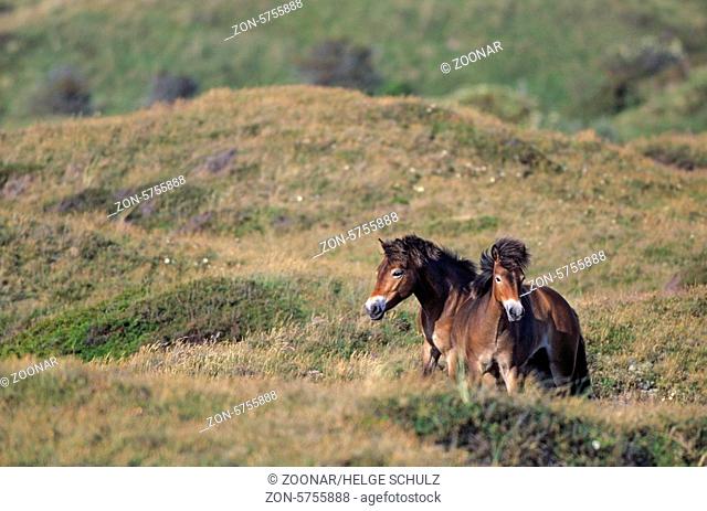 Exmoor-Pony - Hengste spielerisch kaempfend in den Duenen - (Exmoor Pony) / Exmoor Pony stallions playfully fighting in the dunes / Equus ferus caballus