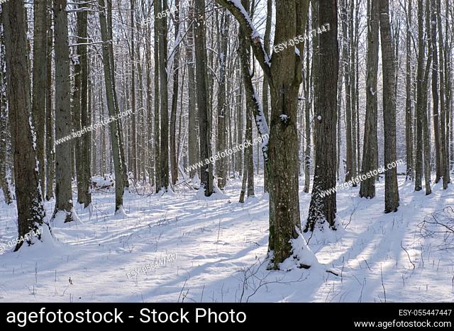 Snowfall after deciduous stand in morning with snow wrapped trees, Bialowieza Forest, Poland, Europe