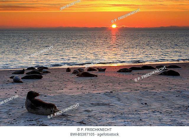 gray seal (Halichoerus grypus), gray seals lying on the beach at sunrise, Germany, Schleswig-Holstein, Heligoland