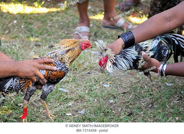 Cockfighting in Bali, Indonesia, Southeast Asia