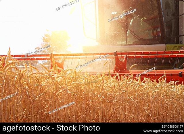 Agricultural cereal harvest with with combine harvester (Germany)