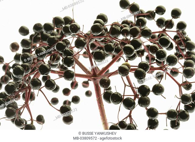 Elderberries, Sambucus nigra,  close-up   Quietly life, food, berries, elderberry, European elder, elderberry fruits, elderberry tree, Holderbaum, Holler