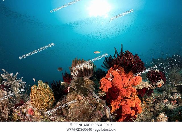 Crinoids on Coral Reef, Comanthina sp., Raja Ampat, West Papua, Indonesia