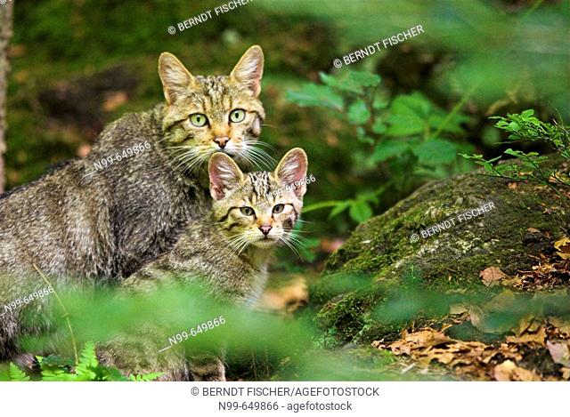 Wild cat (Felis sylvestris), mother and cub, attentiveness National Park of Bavarian Forest, Germany