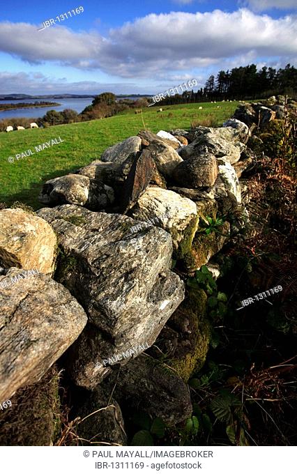 Stone wall fence, The Burren, Ireland, Irish Republic, Europe