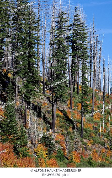 Forest on the Santiam Pass, Cascade Range, Oregon, United States