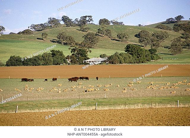 SHEEP & CATTLE grazing on rolling hills near to Jamestown, South Australia