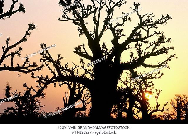 Baobabs trees in Bandia Forest at sunrise. Cap Vert province. Senegal