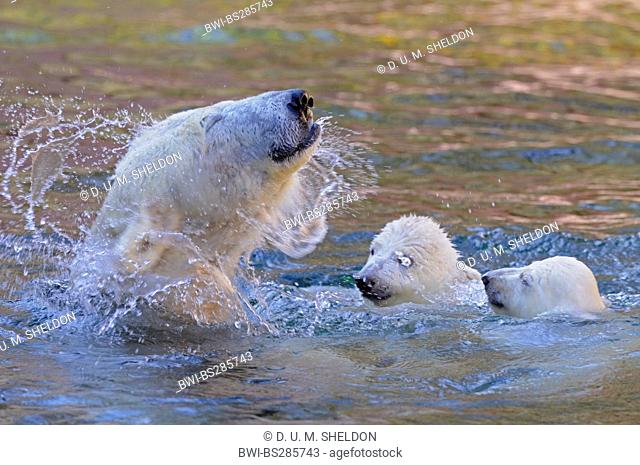 polar bear (Ursus maritimus), pup bathing with mother