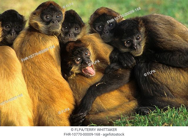 Geoffroy's Spider Monkey Ateles geoffroyi vellerosus Group sitting/S Mexican Race