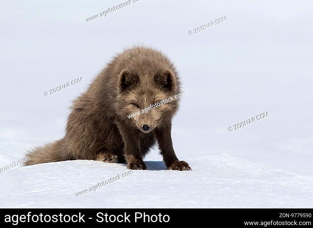 Commanders blue arctic fox sitting in the snow with his head down a bright sunny day
