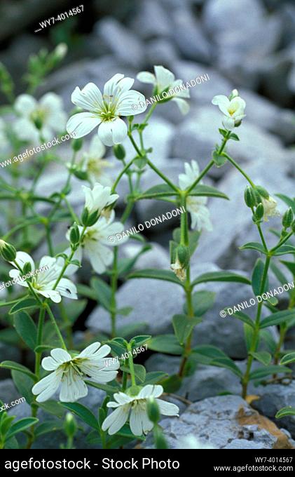 cerastium sp. flowers, schilpario, italy