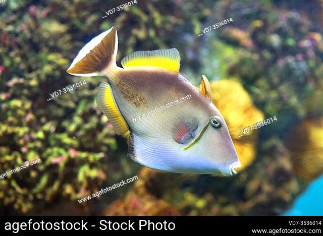 Bluethroat triggerfish (Sufflamen albicaudatus) is a marine fish native to western Indian Ocean