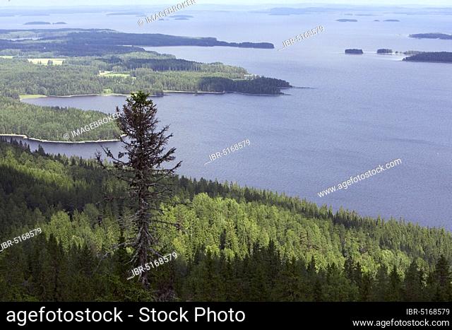 Lake Pielinen, view from Mount Koli to Lake Pielinen, Koli National Park, North Karelia, Ukkokoli, Finland, Europe