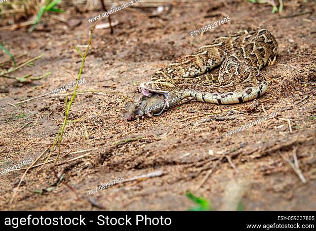 Puff adder feeding on a mouse in the Kruger National Park, South Africa