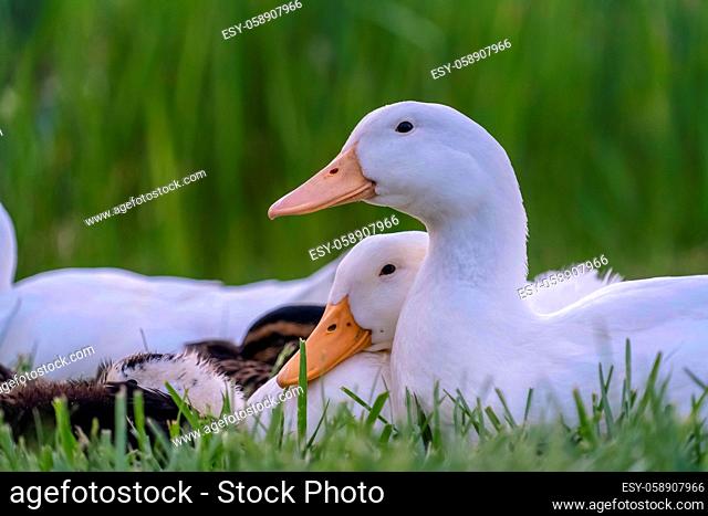 Close up view of ducks with white feathers and yellow beak on a sunny day. The animals are resting on a terrain covered with vivid green grasses