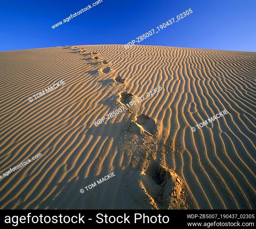 Footprints in sand dune, Algondones Dunes Wilderness, California, USA