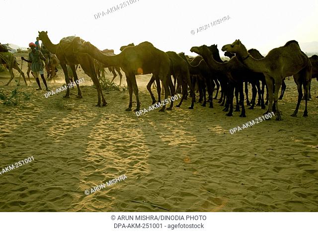 Camels, pushkar fair, rajasthan, india, asia