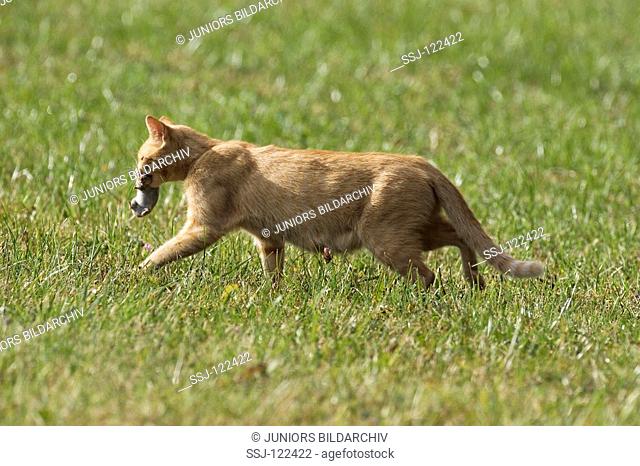 cat with mouse in mouth