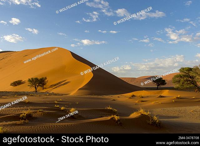 View of a pink sand dune with a curvy ridgeline in the Sossusvlei area, Namib-Naukluft National Park in Namibia