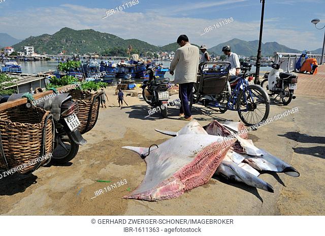 Giant stingray divided into parts waiting for transport, Vietnam, Southeast Asia