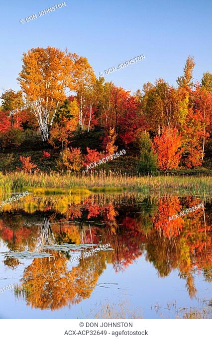 Autumn reflections in beaver pond. Greater Sudbury, Ontario, Canada