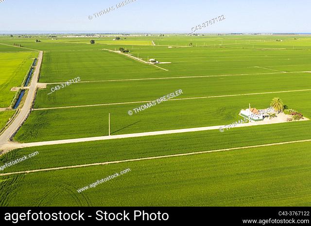 Rice fields (Oryza sativa) in July. Aerial view. Drone shot. Ebro Delta Nature Reserve, Tarragona province, Catalonia, Spain