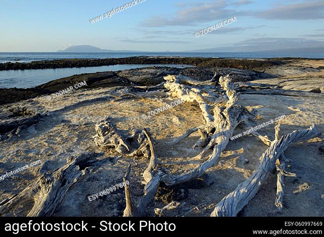 Weathered wood on the beach at Punta Espinosa, Fernandina Island, Galapagos Islands, Ecuador