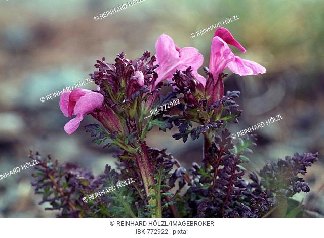 Lousewort species (Pedicularis rostratocapitata), Gamsgrube, Hohe Tauern National Park, Carinthia, Austria, Europe