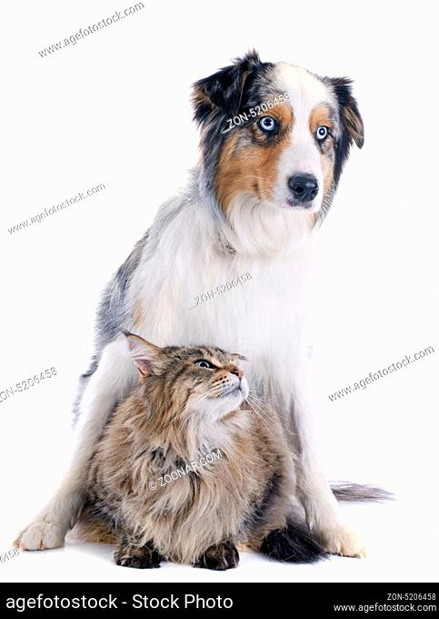 purebred australian shepherd and maine coon in front of white background