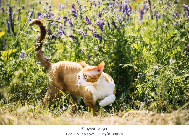 Funny Curious Young Red Ginger Devon Rex Kitten Stepping In Green Grass And Summer Flowers. Short-haired Cat Of English Breed. Lovely Pets Lovely Cats
