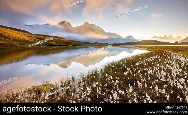 Cotton grass at Lac de Cerces, Le Grand Galibier, Rhones Alpes, Hautes-Alpes, France