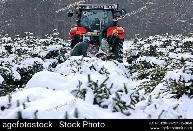 PRODUCTION - 05 December 2023, Mecklenburg-Western Pomerania, Marlow: Christmas trees are packed for transportation on a snow-covered plantation at Ostseetanne