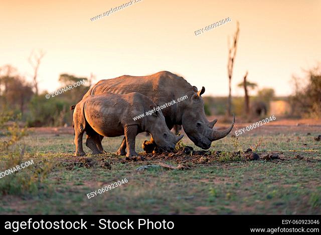 White Rhino in the wilderness of Africa