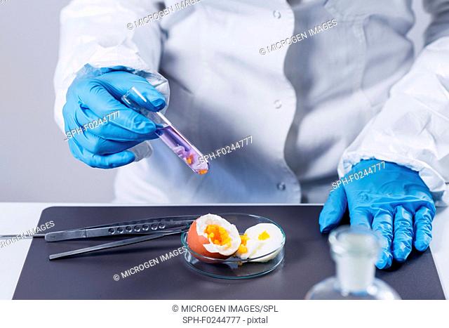 Quality control expert inspecting an egg in the laboratory