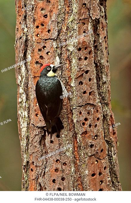 Acorn Woodpecker (Melanerpes formicivorus lineatus) adult male, clinging to tree trunk, with acorns stored in cache, El Picacho N.P
