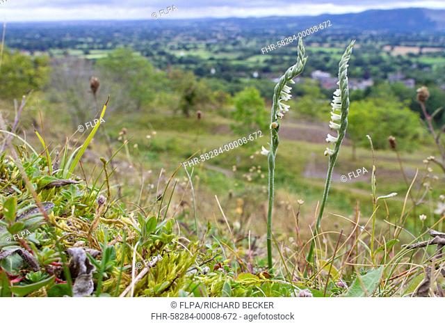 Autumn Lady's-tresses (Spiranthes spiralis) flowering, growing in limestone grassland habitat, Llanymynech Hill, Powys, Wales, August