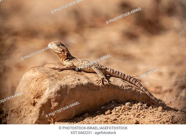 Roughtail rock agama (Laudakia stellio), basking in the sun on a rock, Photographed in Israel
