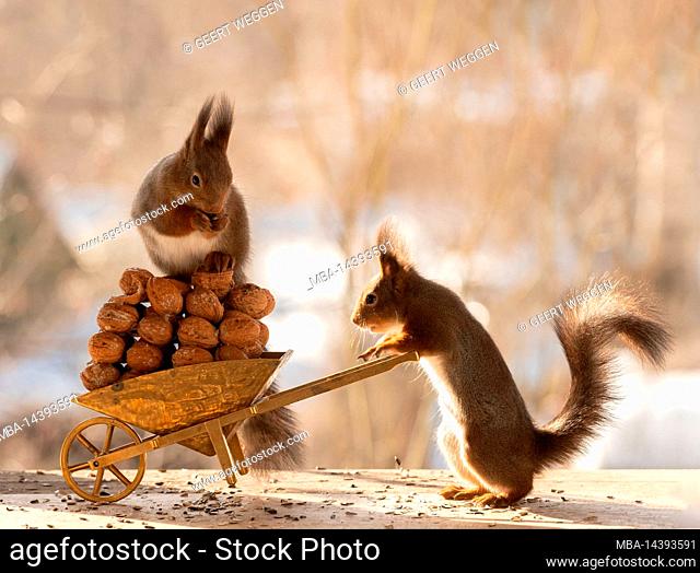 red squirrels are holding a wheelbarrow with walnuts